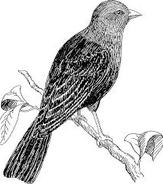 Solemn and the Hassles